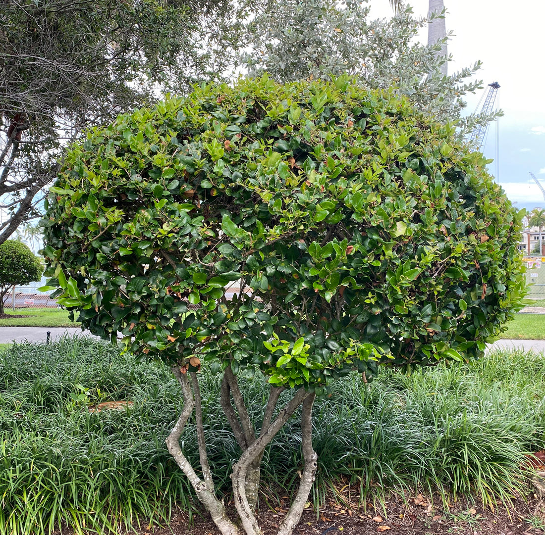 Wavy Leaf Ligustrum Recurve