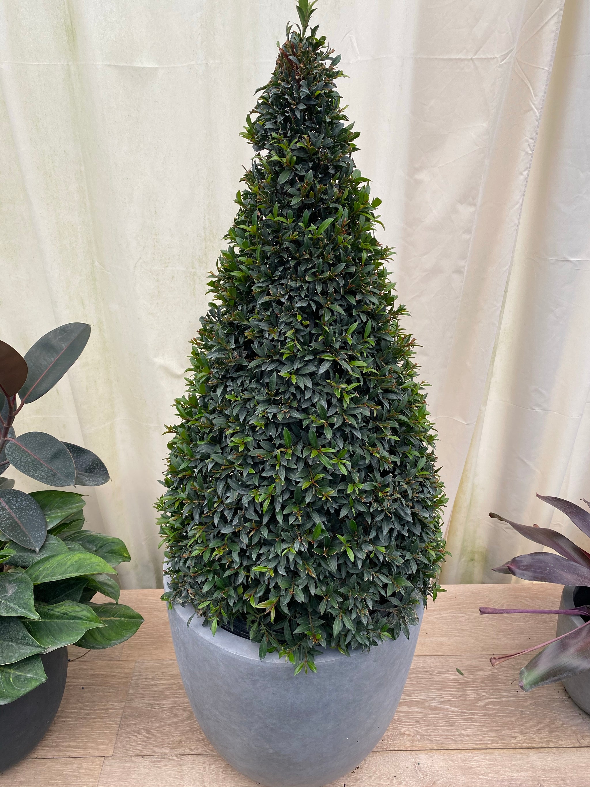 How To Make A Topiary Pyramid at Ian Peterson blog