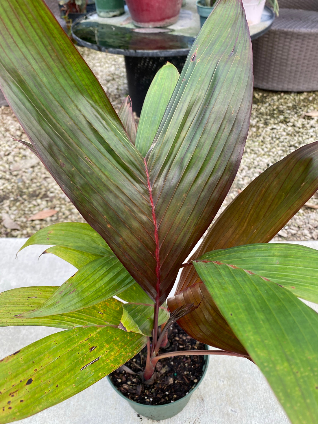 Areca Vestiaria, Red Crownshaft Palm, Rare and Exotic