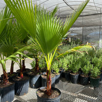 Washington Palm, Mexican Fan Palm Tree