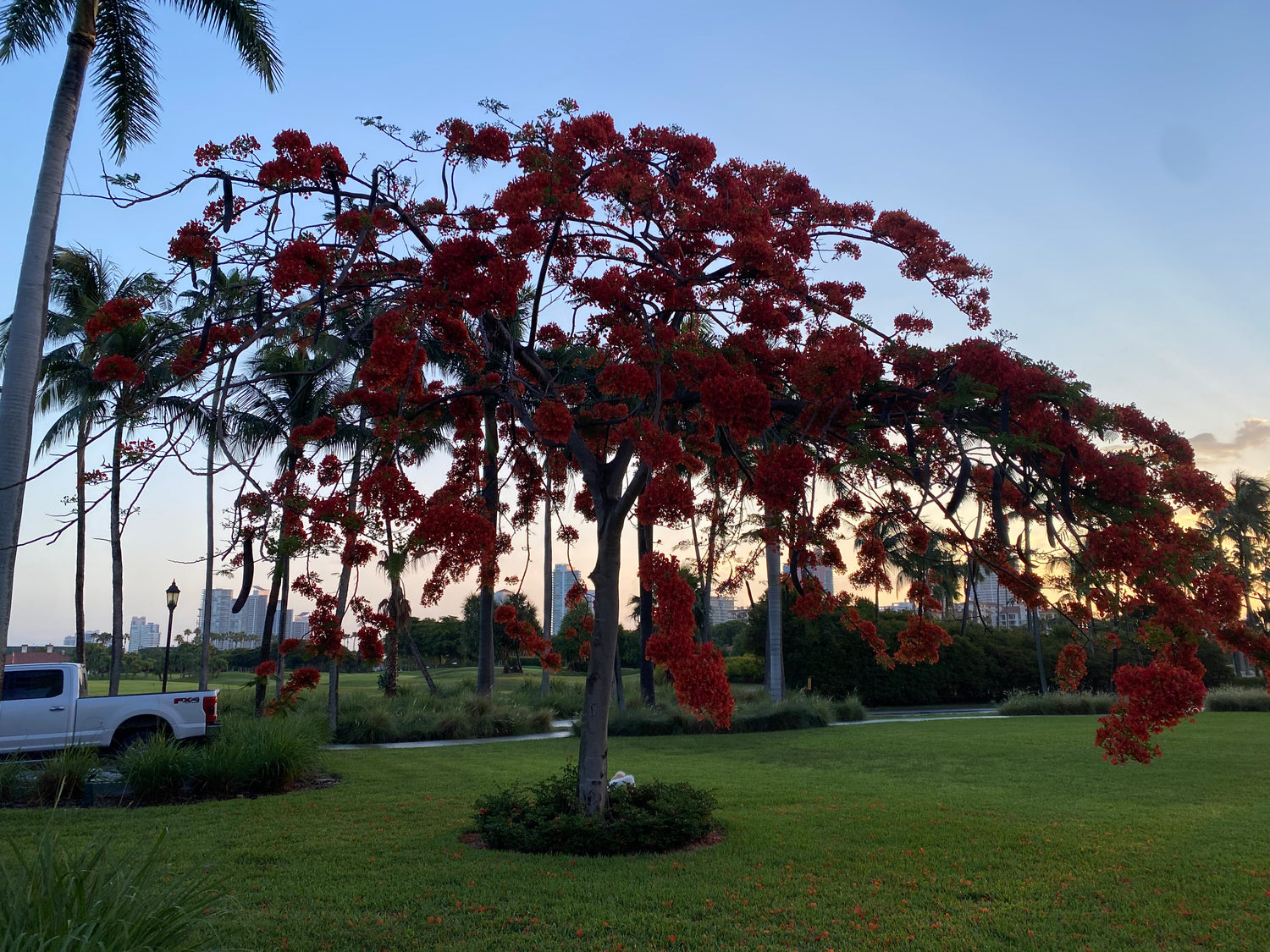Royal Poinciana, Flamboyant Tree, Flame Tree, Delonix Regia