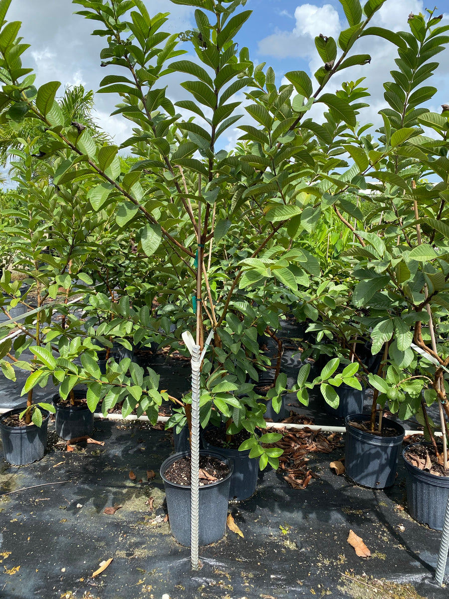 Ruby Supreme Guava Fruit Tree, Psidium Guajava
