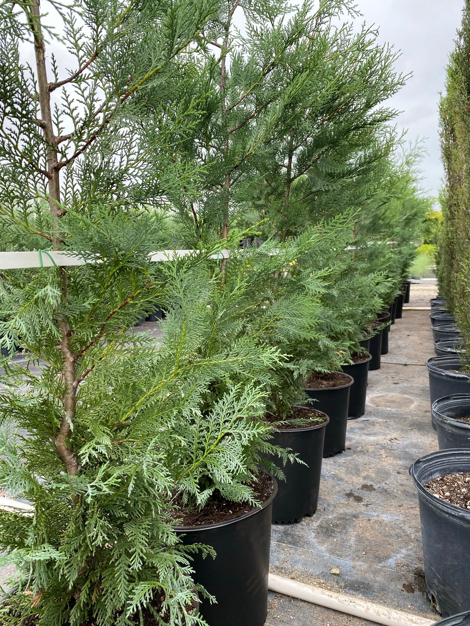 Leyland Cypress Fastest Growing Tree outside view