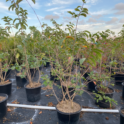Young potted Muskogee Crape Myrtle tree sapling in an outdoor nursery.