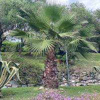 Washington Palm, Mexican Fan Palm Tree