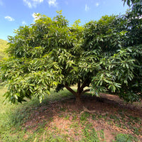 Valencia Pride Mango Fruit Tree, Mangifera indica