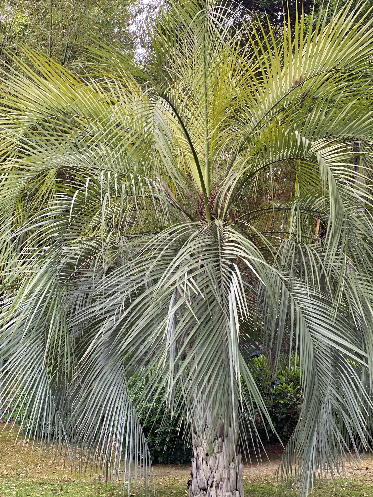 Cocos plumosa - Trees SA