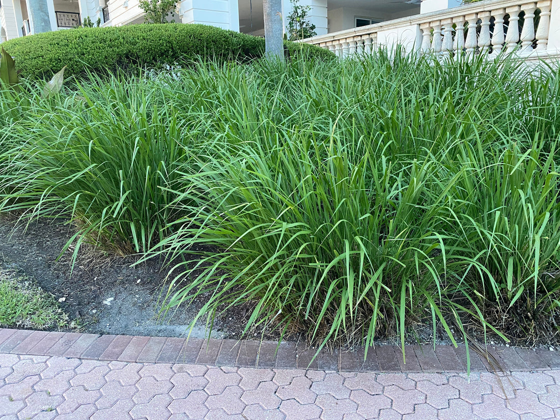 Dwarf Fakahatchee Ornamental Grass