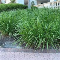 Dwarf Fakahatchee Ornamental Grass