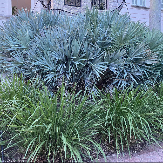 Silver Saw Palmetto, Georgia Silver planted in clumps in landscape