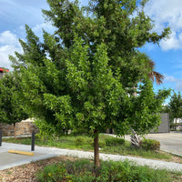 Green Buttonwood, Conocarpus Erectus