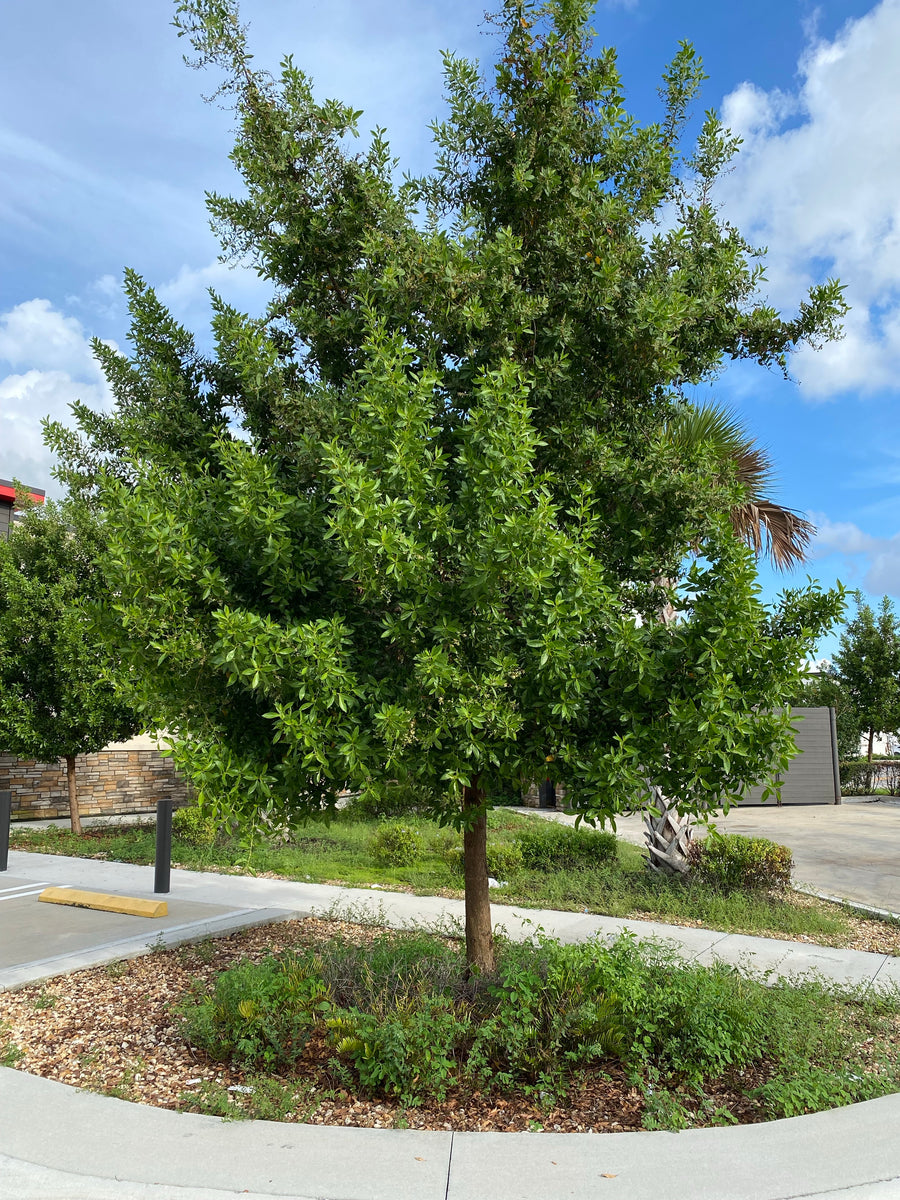 Green Buttonwood, Conocarpus Erectus