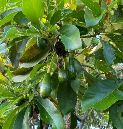 Russell Long Neck Avocado Fruit Tree