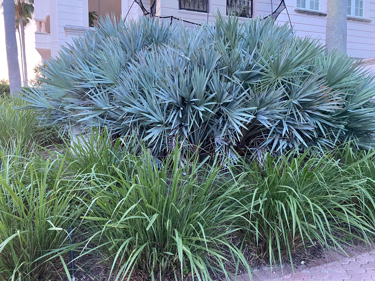 Fakahatchee Ornamental Grass