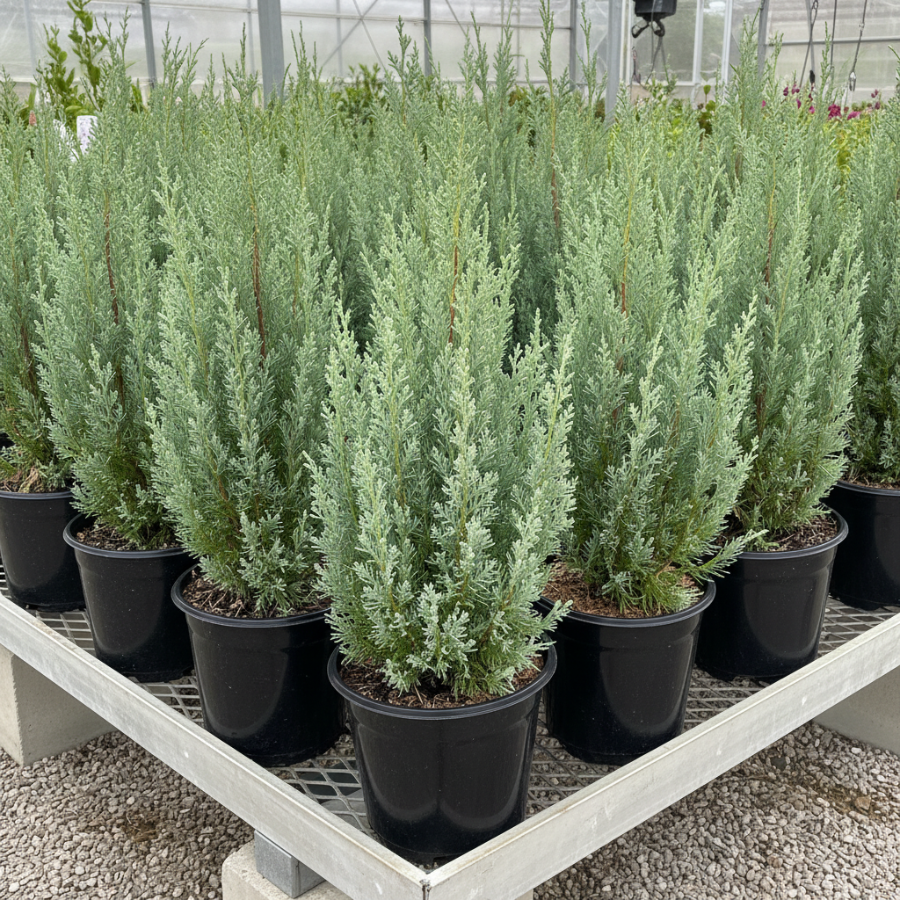 Wichita Blue, Rocky Mountain Juniper