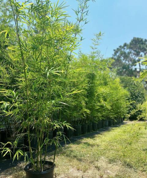 Golden Goddess Bamboo, Bambusa multiplex