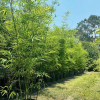 Golden Goddess Bamboo, Bambusa multiplex