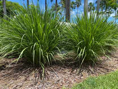 Fakahatchee Ornamental Grass