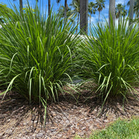 Fakahatchee Ornamental Grass