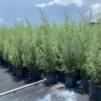 Carolina Sapphire Arizona Cypress