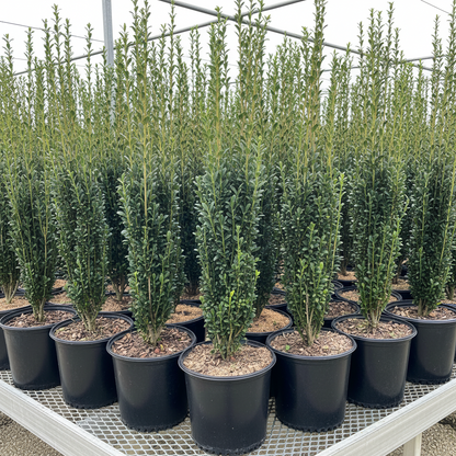 Ilex crenata &