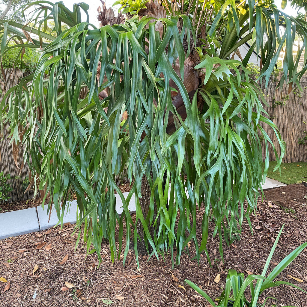 Staghorn Fern, Platycerium Bifurcatum Netherlands