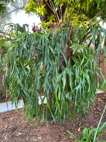 Staghorn Fern, Platycerium bifurcatum