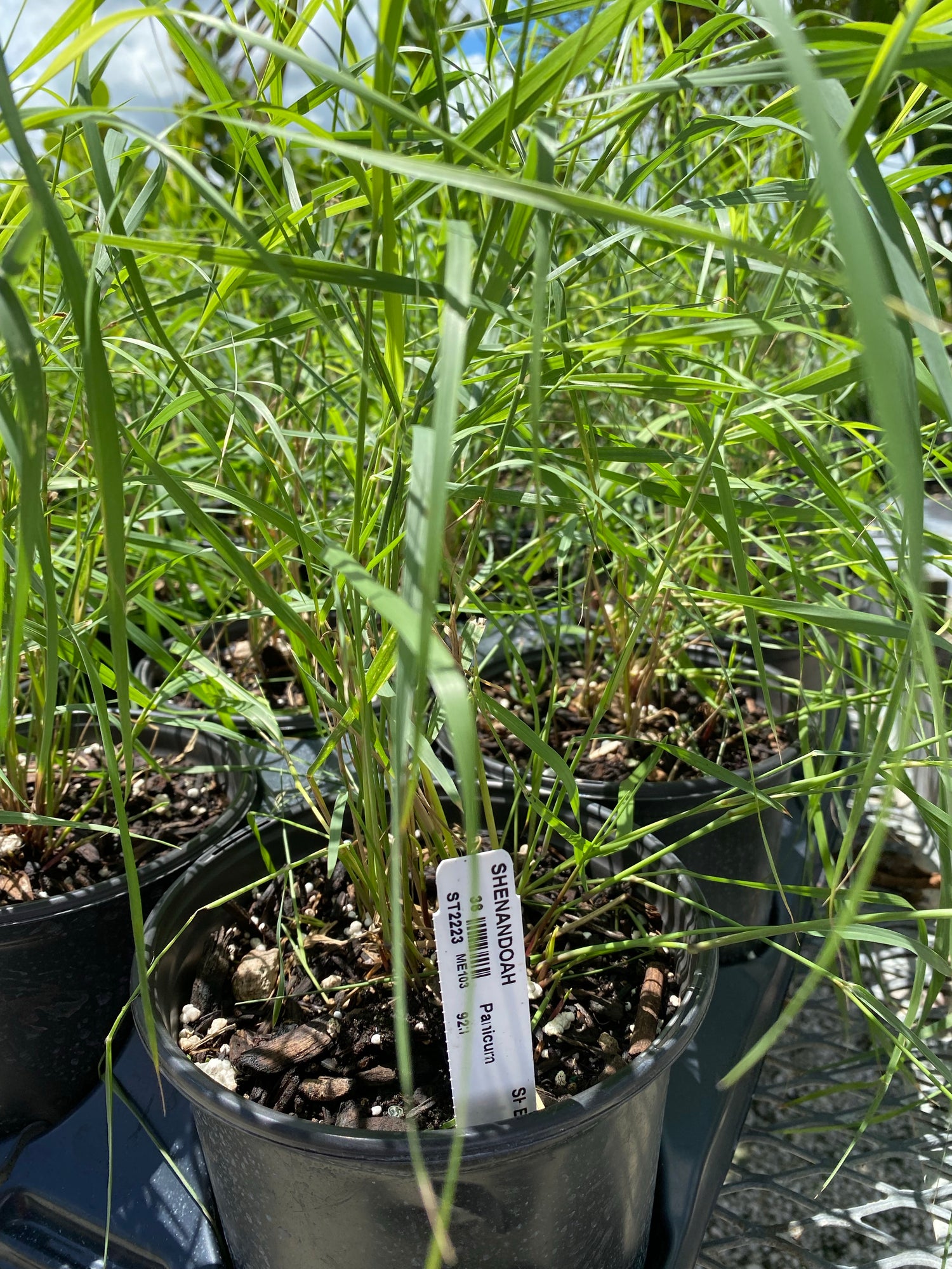 Shenandoah Red Switch Grass in a pot