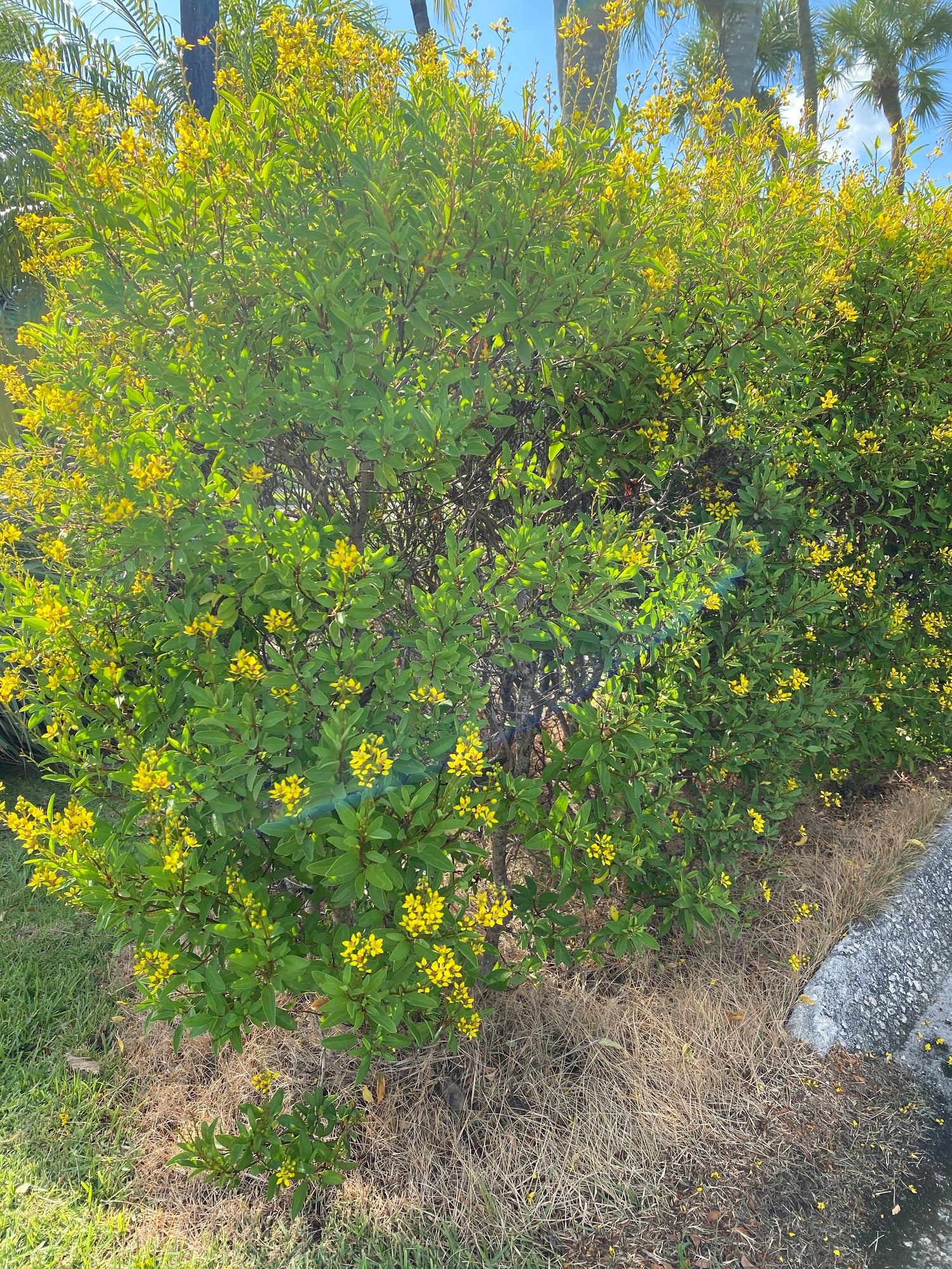 Partridge Pea, Chamaecrista Fasciculata