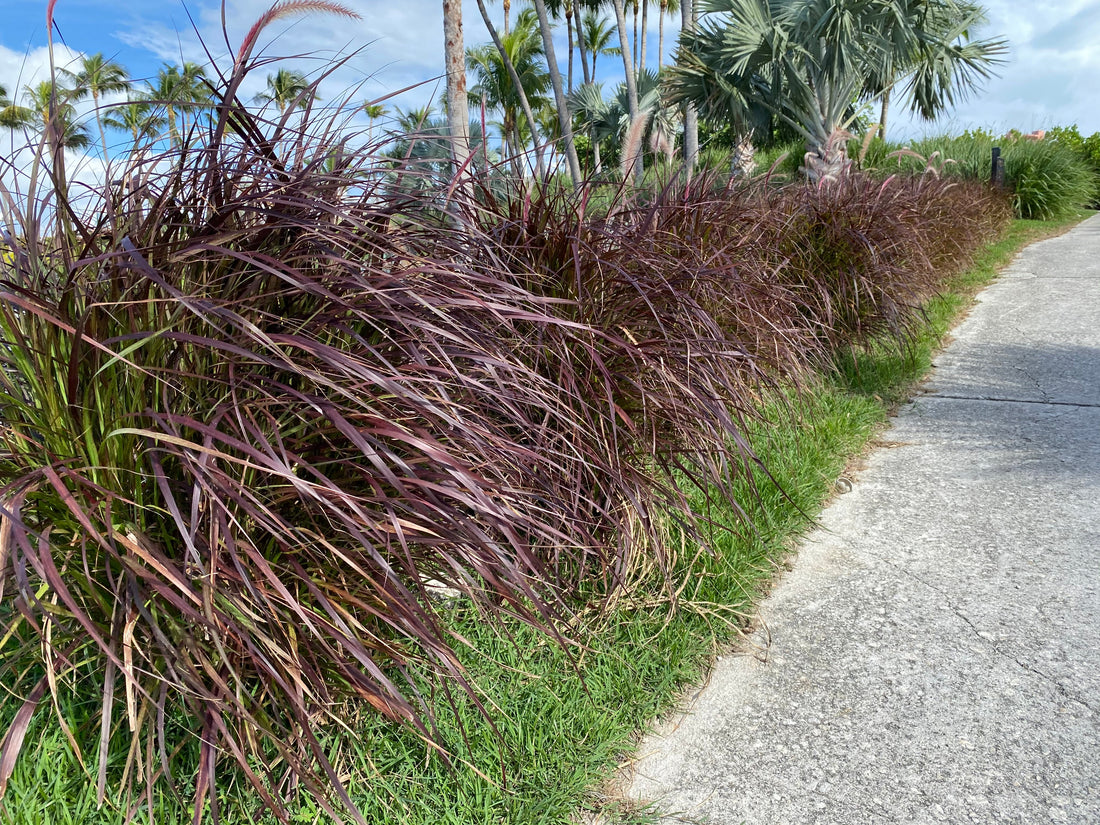 Purple Fountain Grass