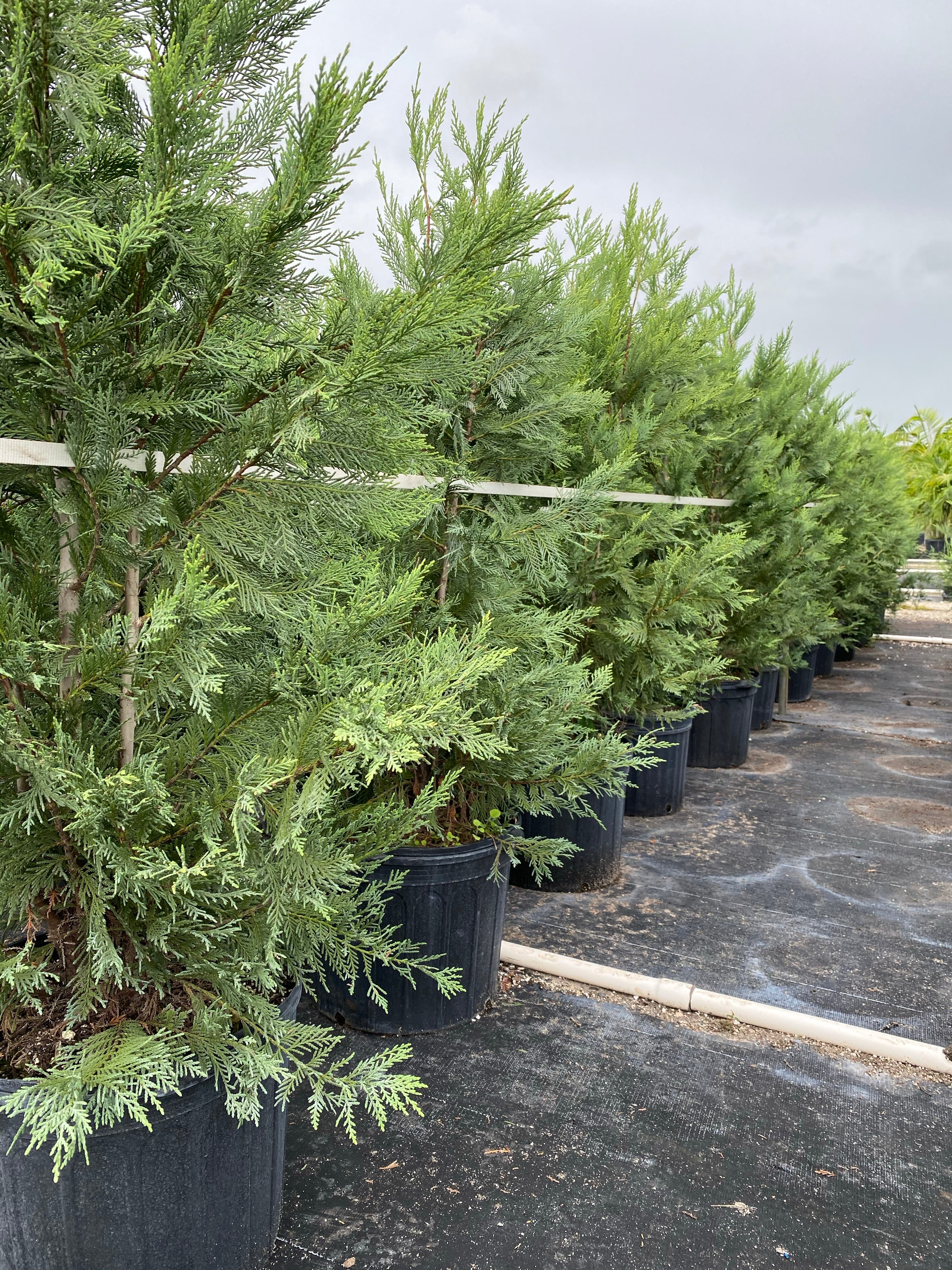 Leyland Cypress Fastest Growing Tree outside
