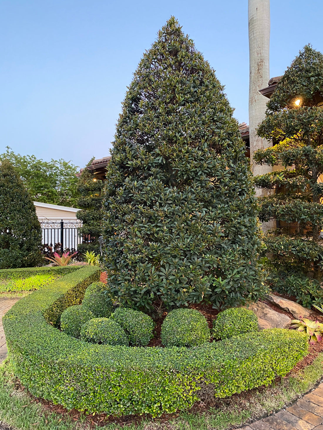 Topiary Cone Japanese Blueberry Tree