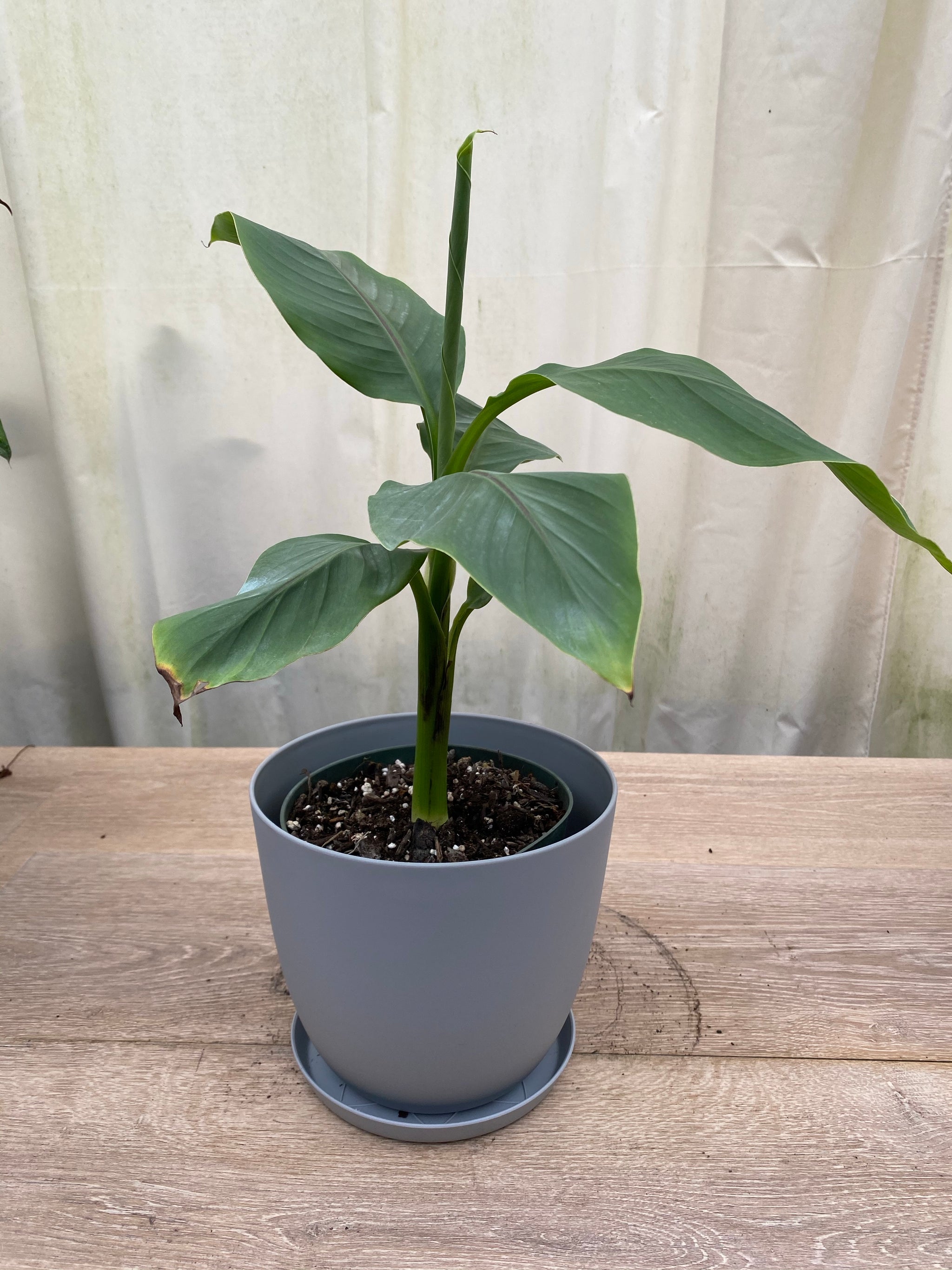 Musa Basjoo Cold Hardy Banana Fruit Tree Eureka Farms
