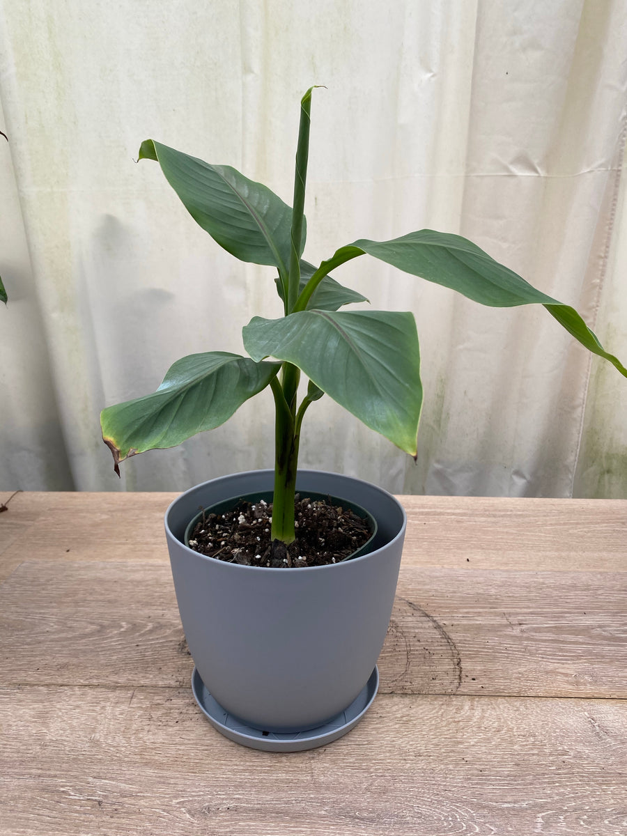 Musa Basjoo Cold Hardy Banana Fruit Tree