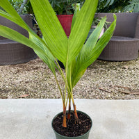 Areca Vestiaria, Orange Crownshaft Palm, Rare and Exotic