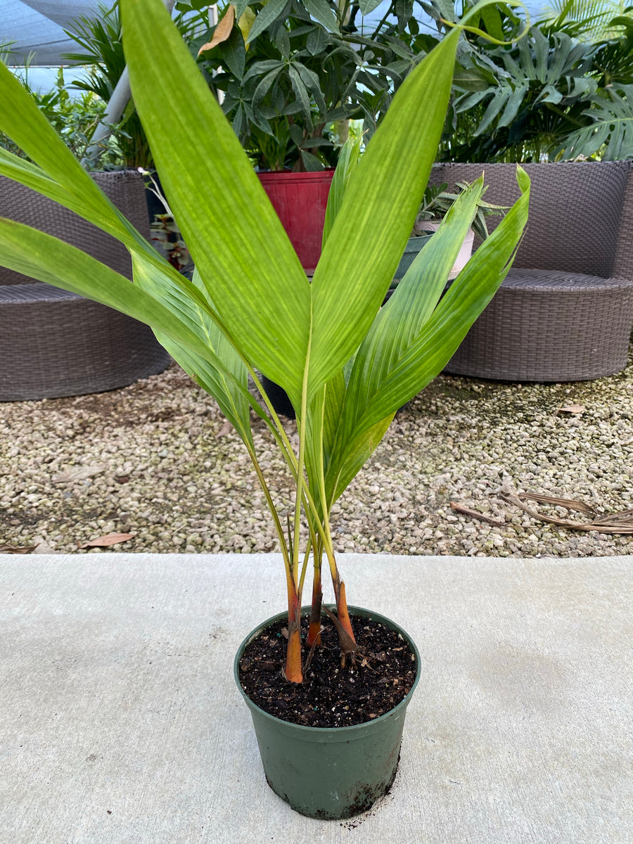 Areca Vestiaria, Orange Crownshaft Palm, Rare and Exotic