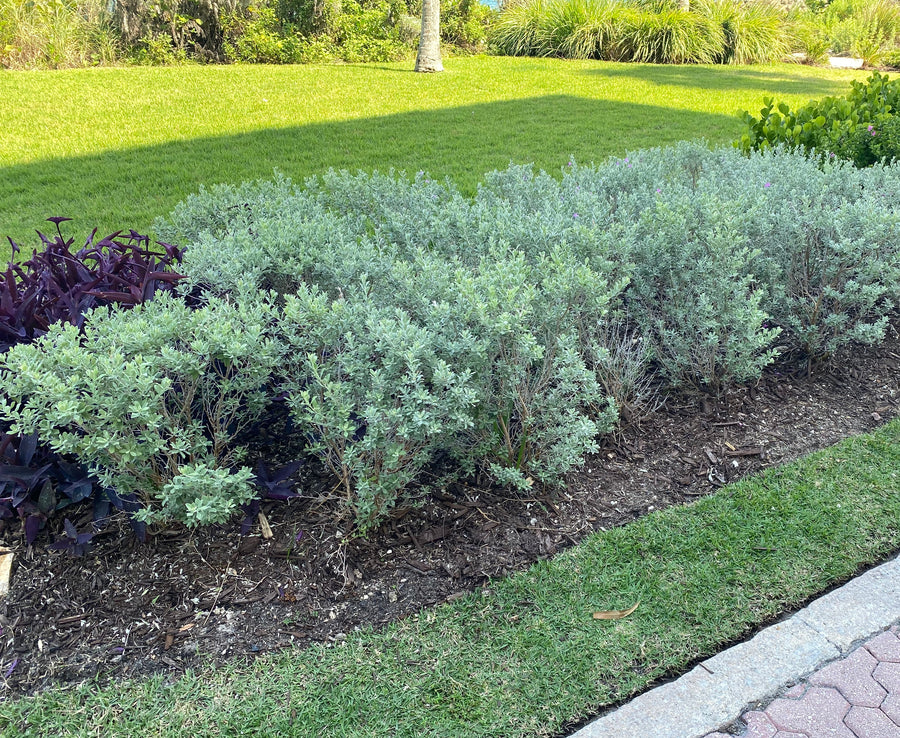 Texas Sage, Silverleaf Purple Sage – Eureka Farms