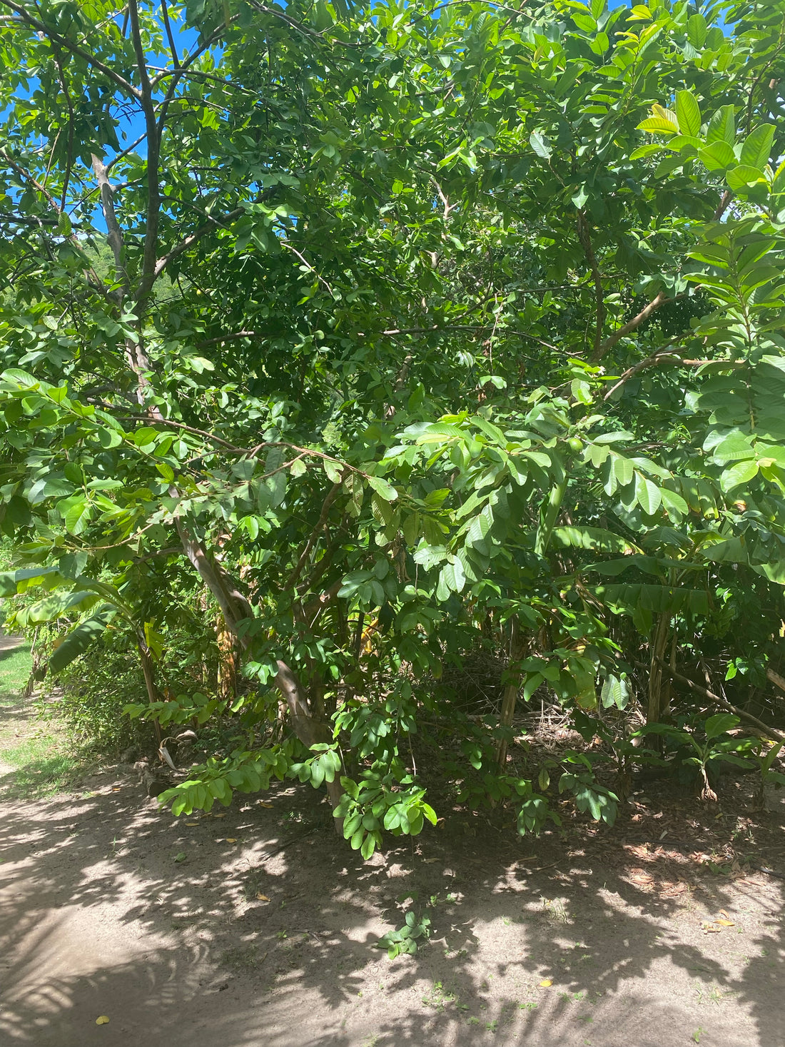 Ruby Supreme Guava Fruit Tree, Psidium Guajava