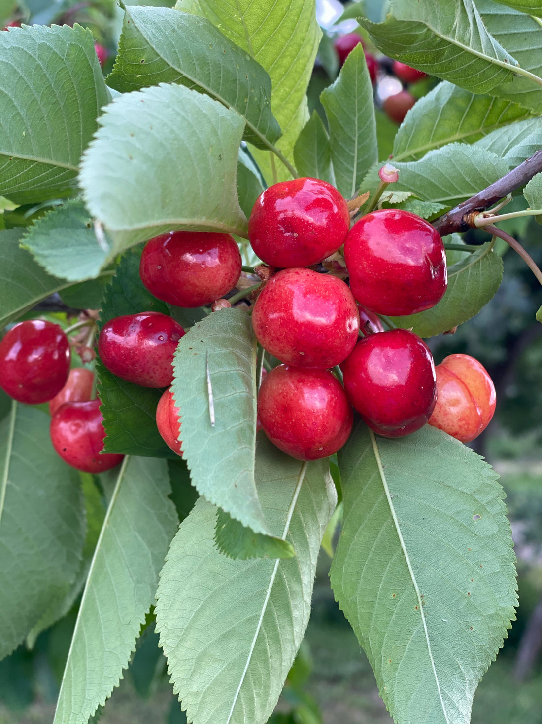 Barbados Acerola Cherry Fruit Tree