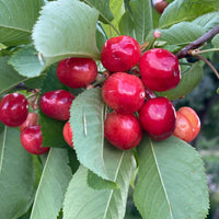 Barbados Acerola Cherry Fruit Tree