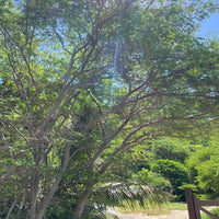 Bridalveil Tree Caesalpinia Granadillo