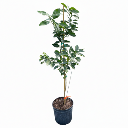 Valencia Orange Tree, Citrus Sinensis