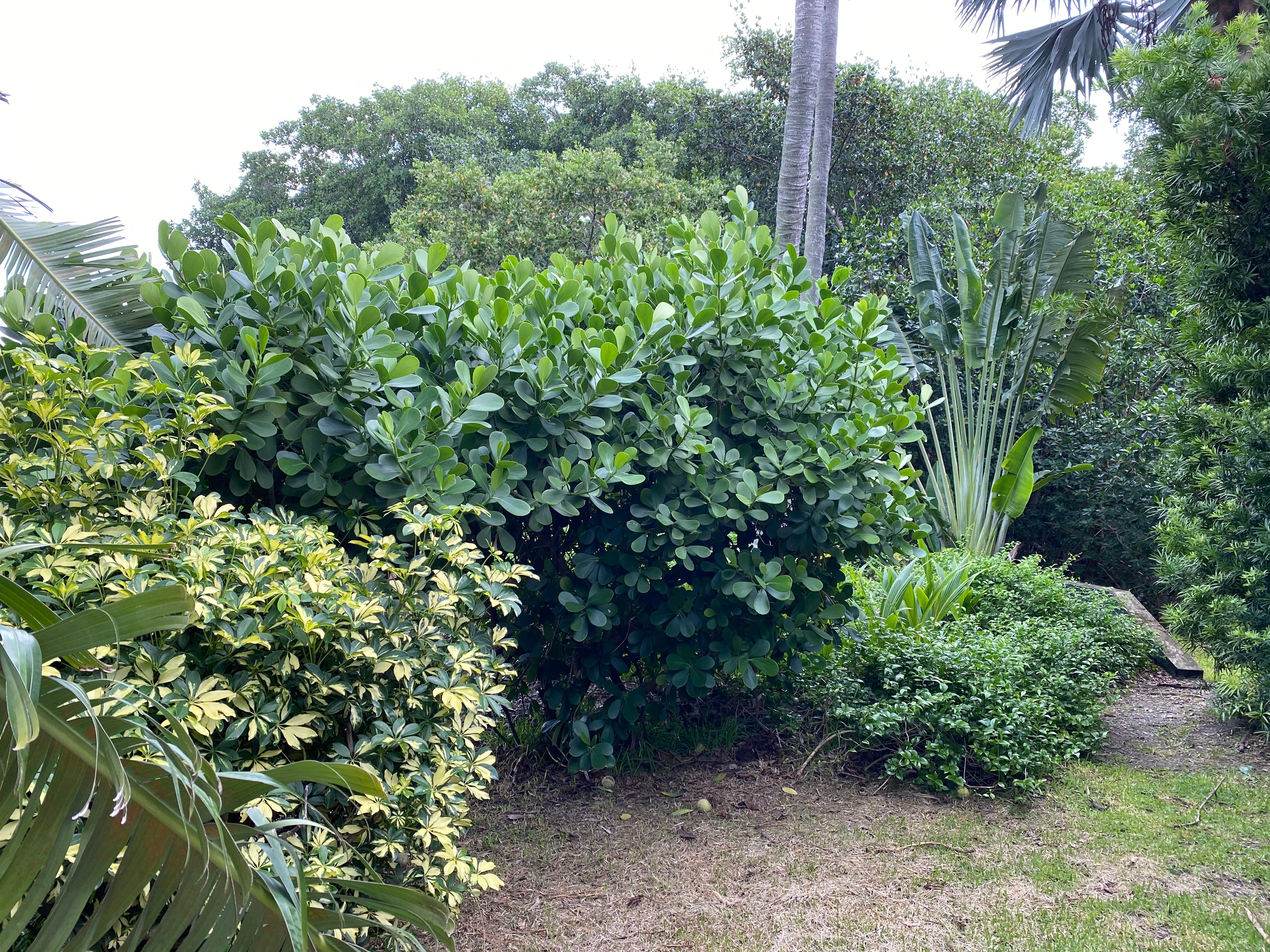 Clusia Guttifera Bush, Best Privacy Hedge Tree garden view