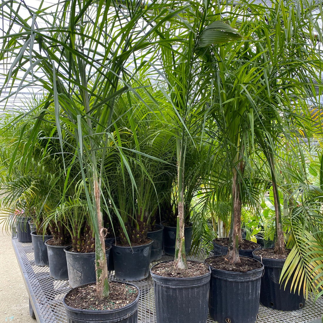 queen palm in trailer at nursery