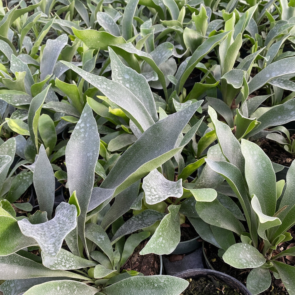 A close-up view of a potted Staghorn Fern featuring multiple grayish-green, antler-shaped fronds with a slightly fuzzy texture.