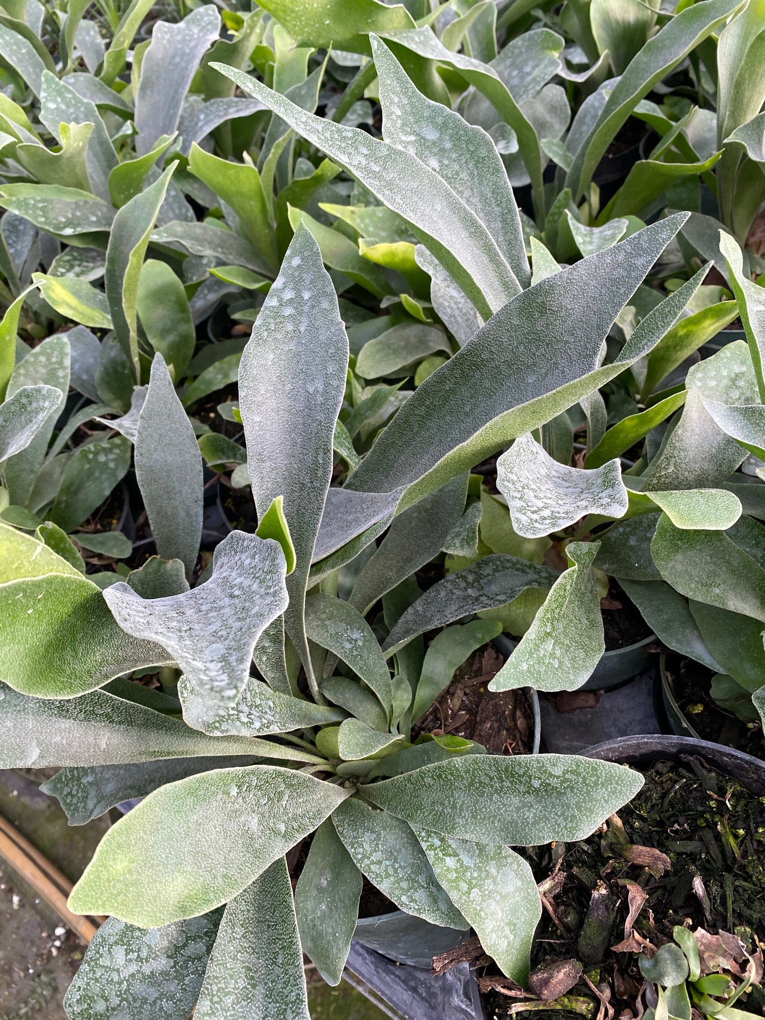 Staghorn Fern Silver Elkhorn, Platycerium Veitchii