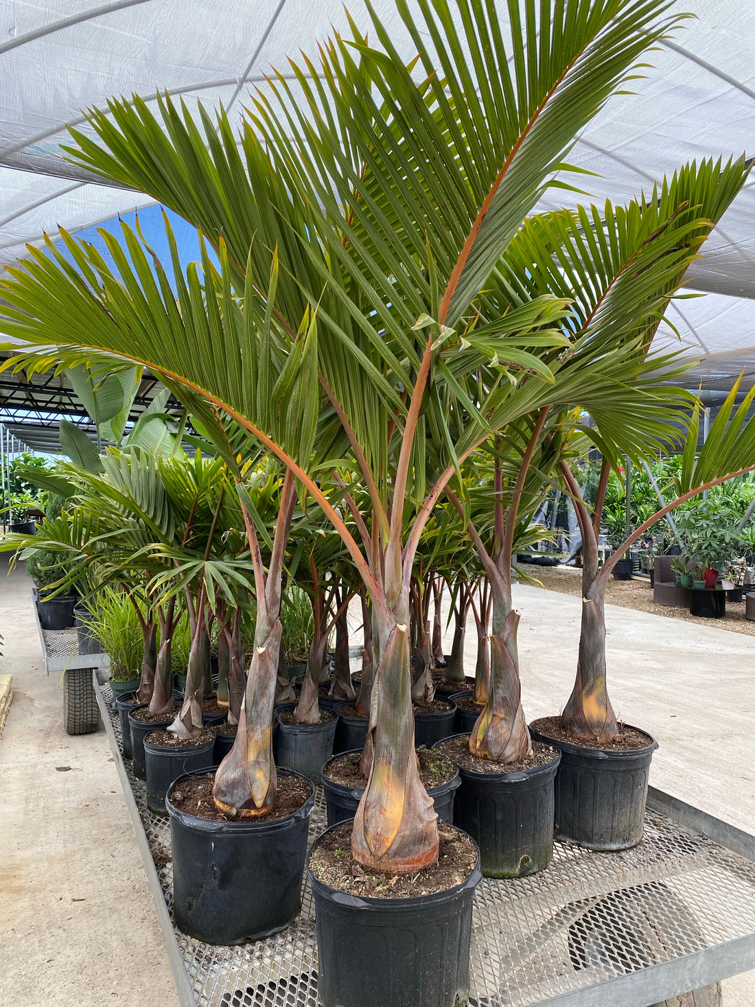 Triangle Palm, Dypsis Decaryi – Eureka Farms