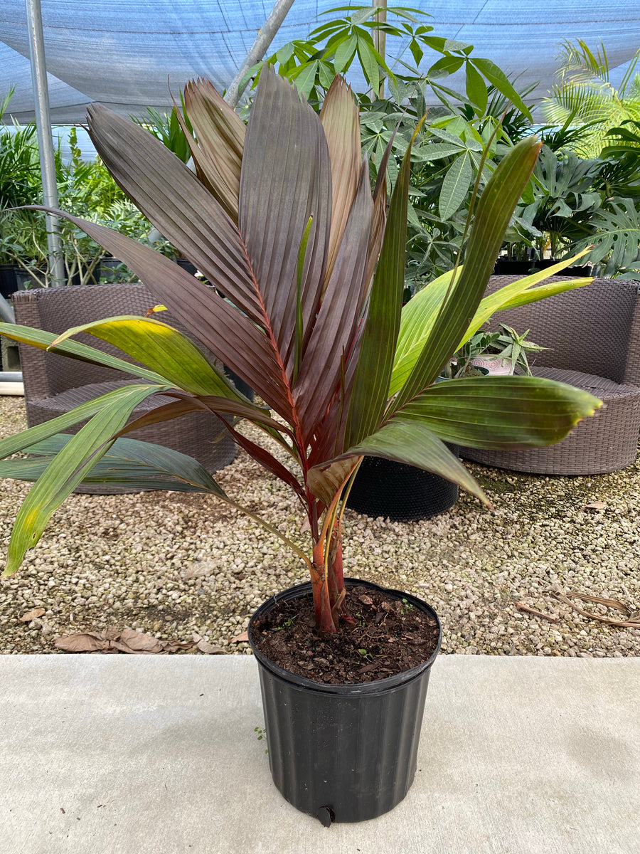 Areca Vestiaria, Red Crownshaft Palm, Rare and Exotic