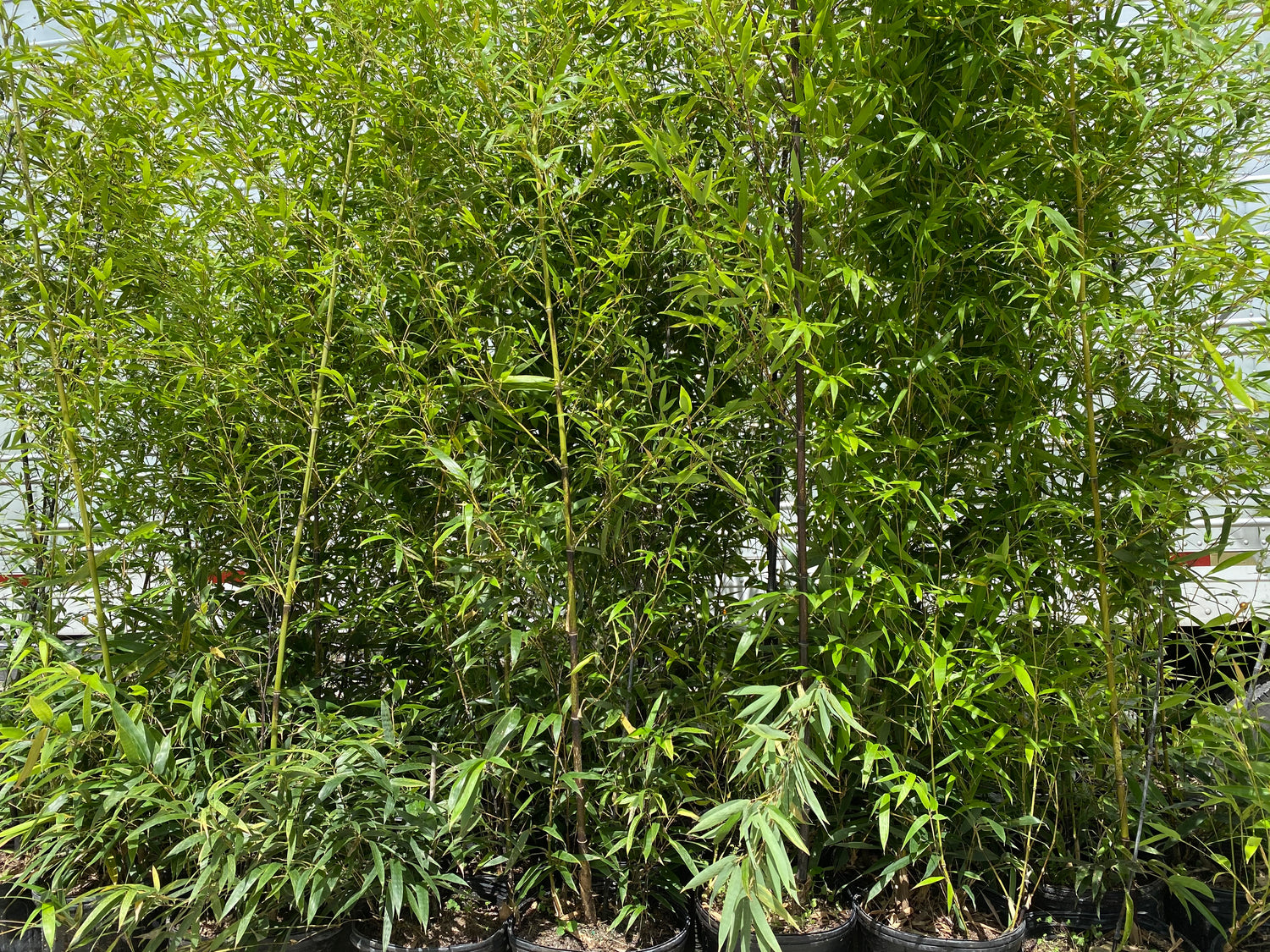 Black Bamboo Nigra, Phyllostachys Nigra &