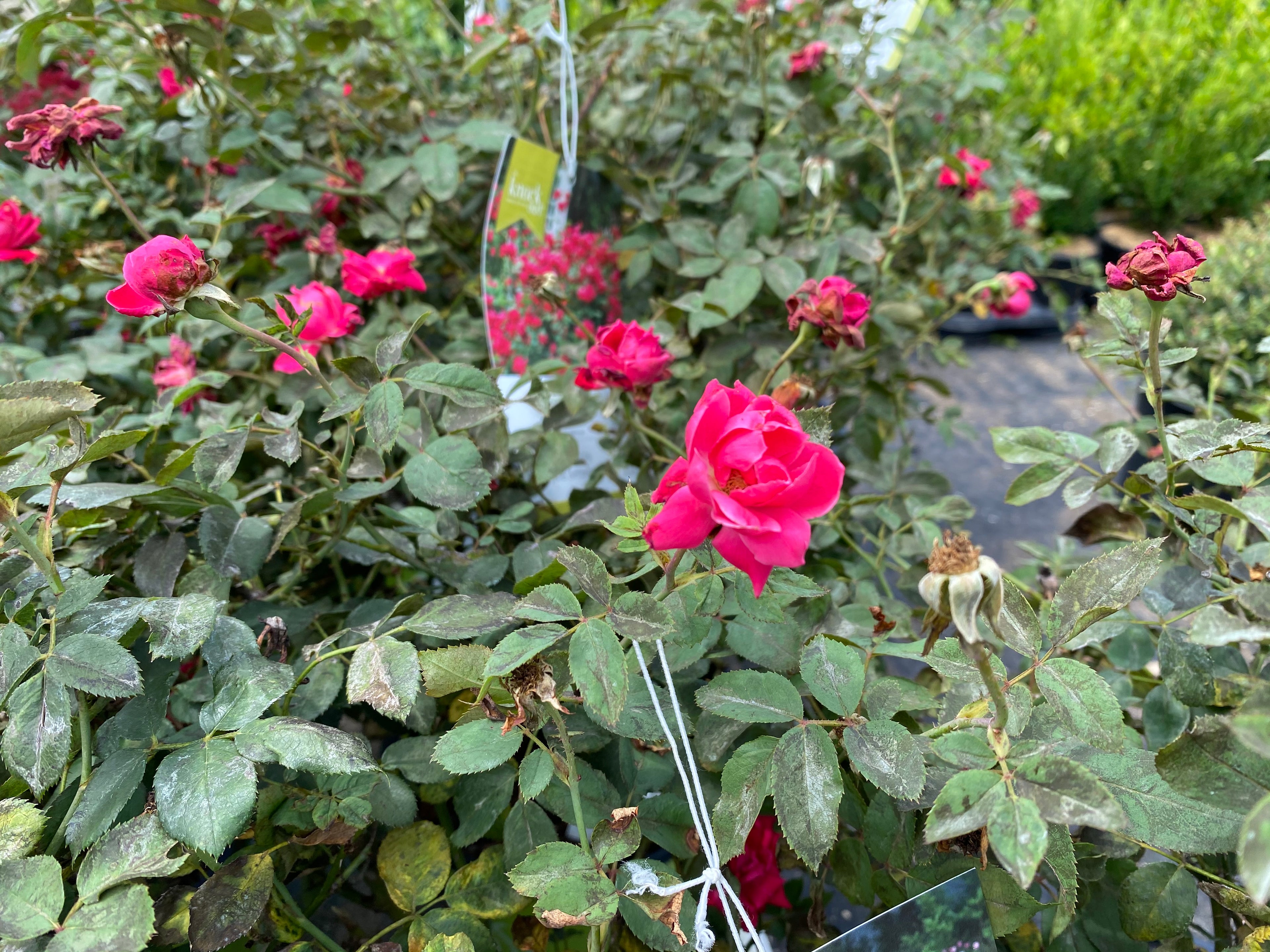 Knock Out Rose Double Red